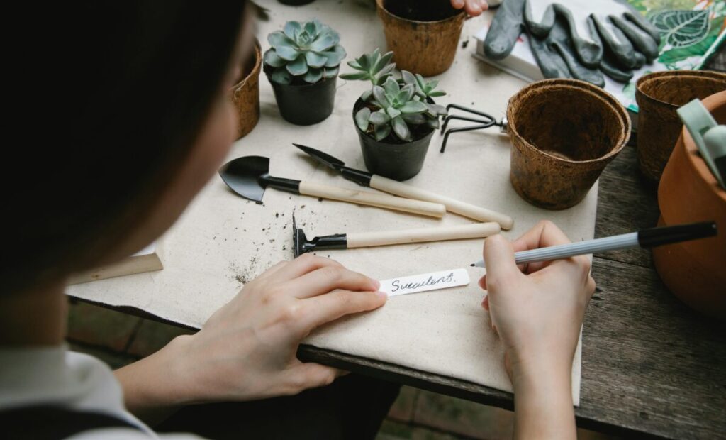 bomboniere-fai-da-te-piantine